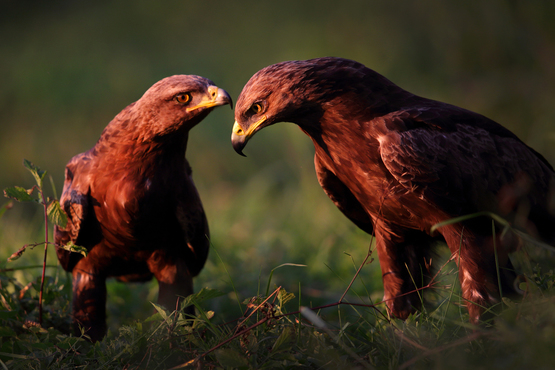 Orlik Krzykliwy (Lesser Spotted Eagle, Clanga pomarina) - Mateusz Matysiak